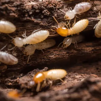 termites