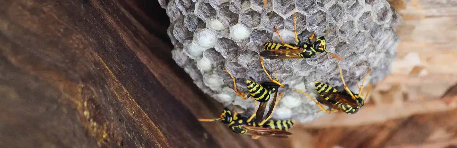 wasp nest on house