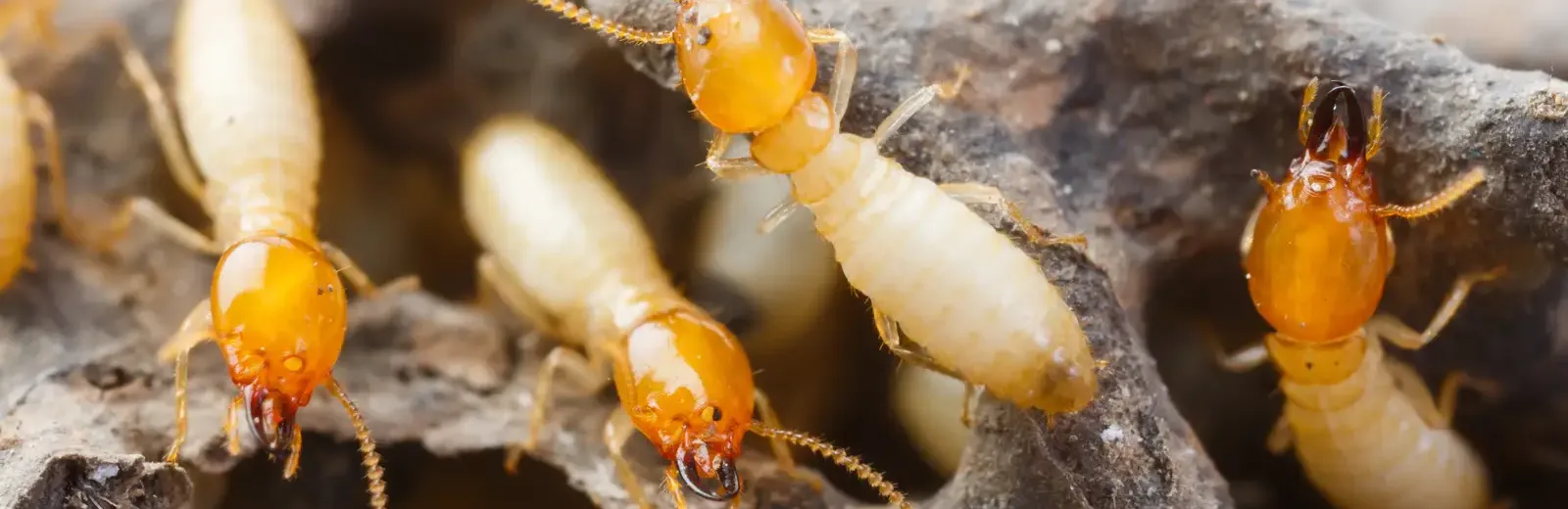 termites on wood