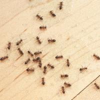 ants on wood