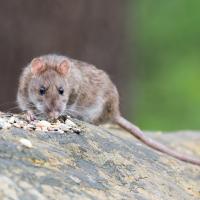 rat sitting on a log