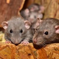 three rats sitting on a piece of wood