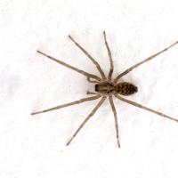 Close up of a common house spider