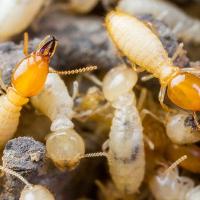 close up on a group of termites