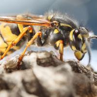 close up of a wasp on a hive