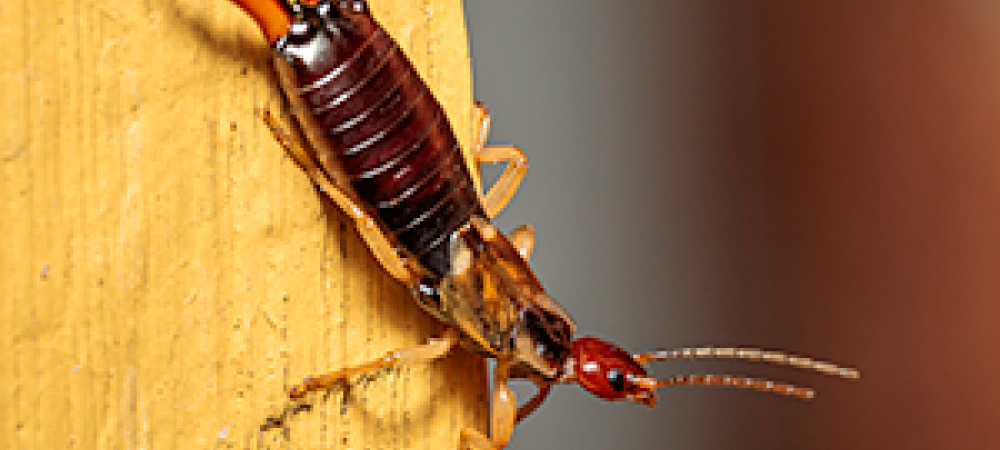 close up of an earwig on a piece of wood
