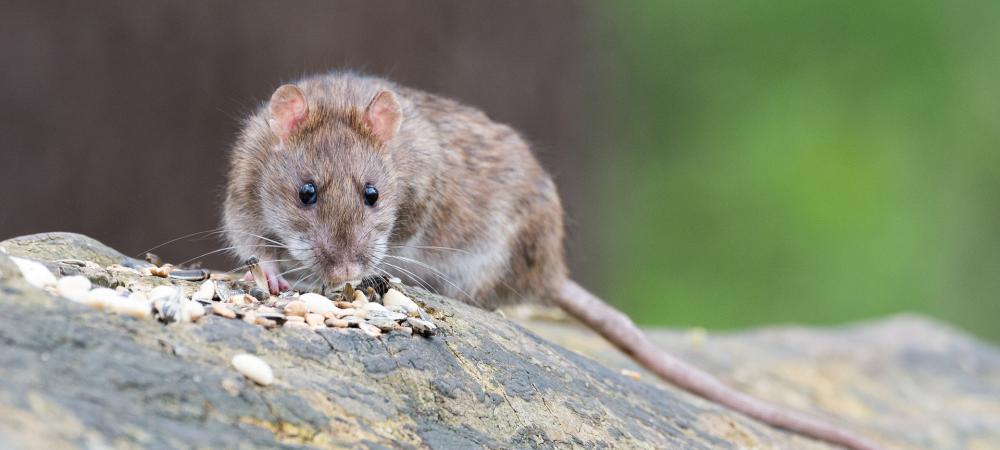 rat sitting on a log