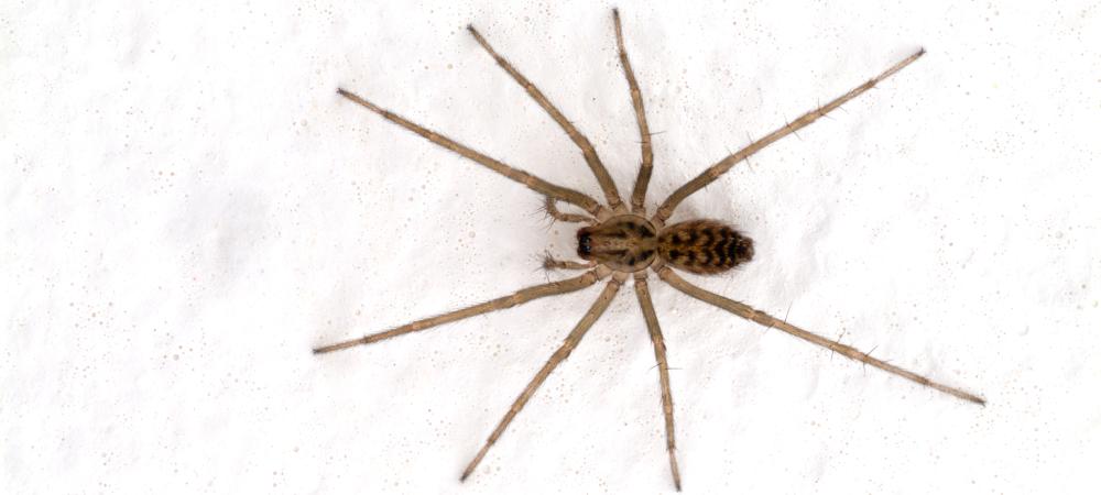 Close up of a common house spider