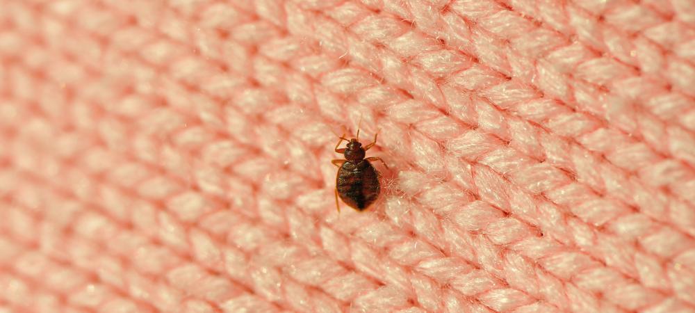 small bed bug on a pink knit fabric