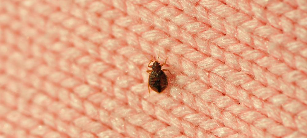 small bed bug on a pink knit fabric