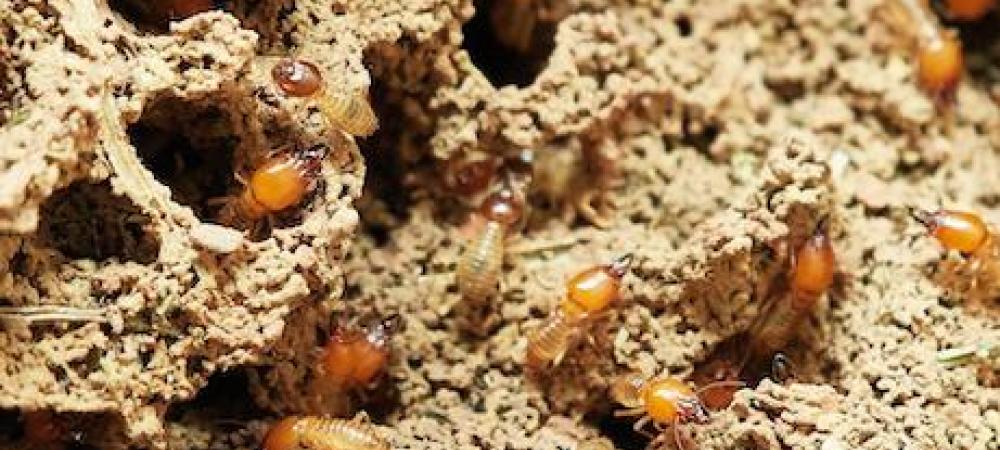 close up of termites eating a piece of wood