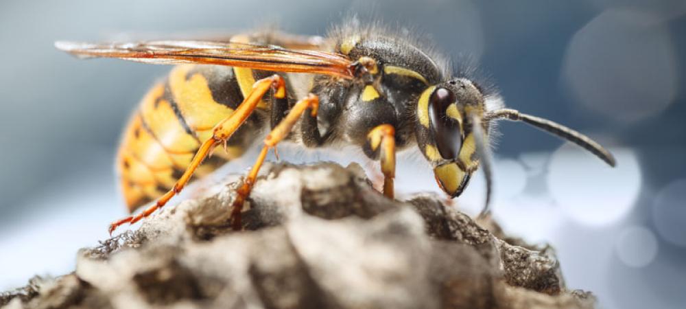 close up of a wasp on a hive